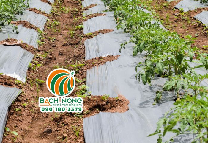 Sử dụng màng nilong phủ luống giúp giữ ẩm và ngăn cỏ dại cho cà chua