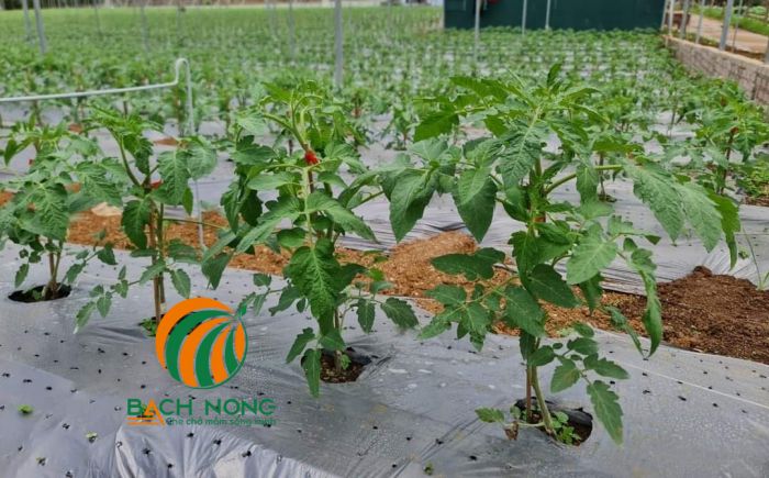Sử dụng màng phủ nông nghiệp để trồng cà chua mùa hè