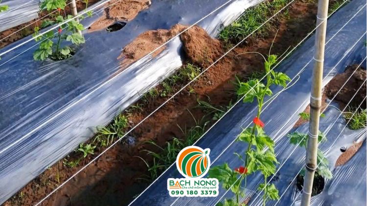 Sử dụng màng nilon màu đen phủ luống trồng cho khổ qua