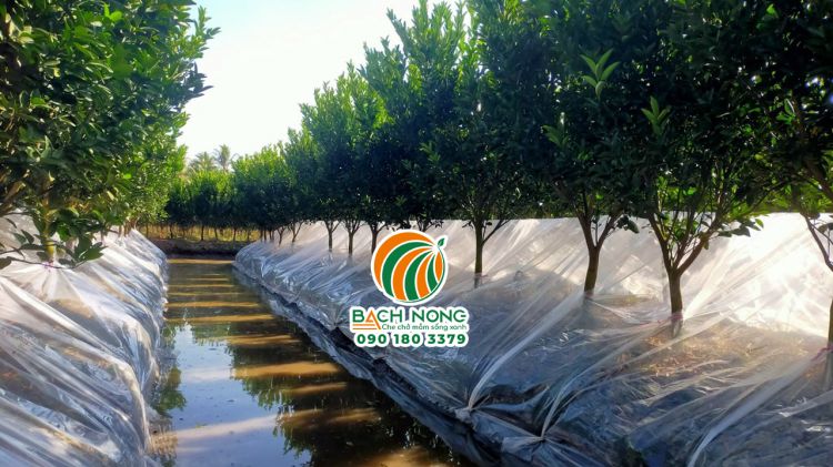Phủ màng nilon cho vườn cam ra hoa trái mùa