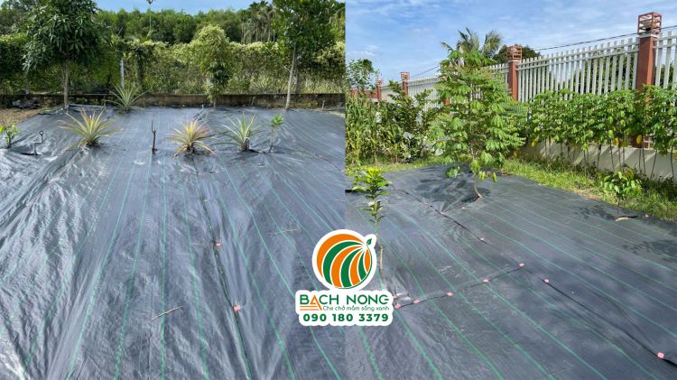 Trải bạt phủ cỏ cho toàn bộ vườn rất thẩm mỹ và sạch cỏ