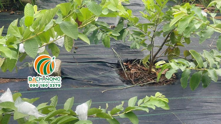 Vườn ổi trải bạt phủ cỏ Bách Nông cho toàn bộ vườn cỏ không mọc lên được