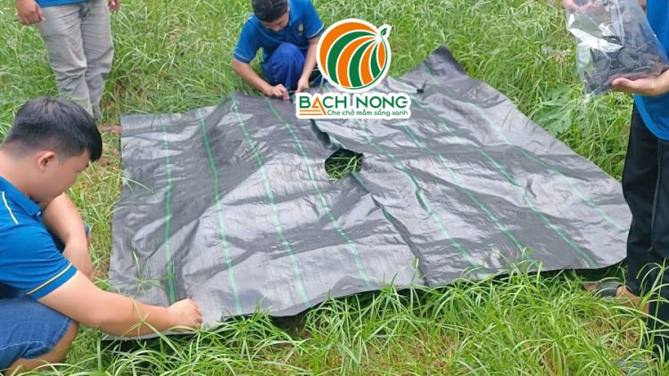 Trãi tấm bạt lên bền mặt đất cần phủ diệt cỏ