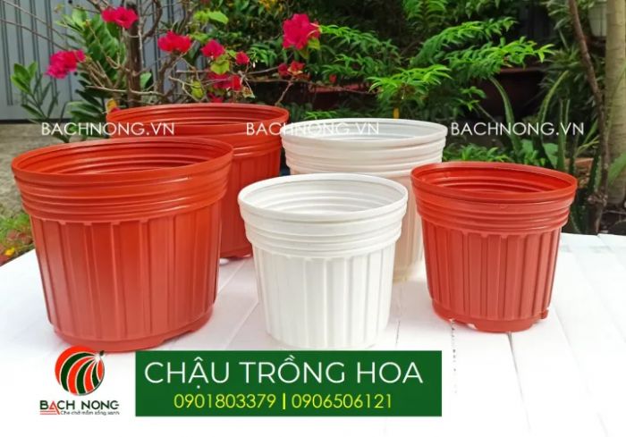 Chọn chậu nhựa ươm hạt vải