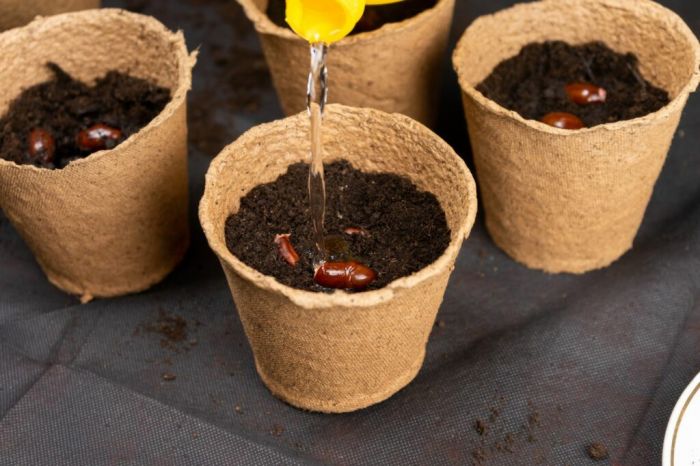 Tạo môi trường lý tưởng cho hạt vải nảy mầm