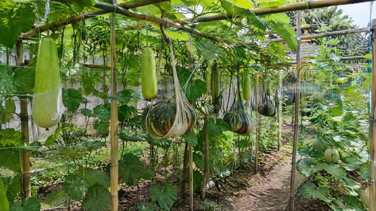 Căng dây ngang + dọc để cây lên giàn và dùng lưới để đỡ quả