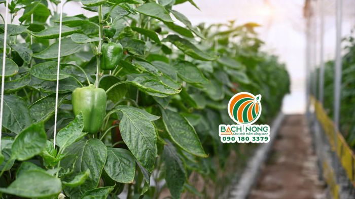 Sử dụng sợi SE nông nghiệp làm giàn leo cho ớt chuông
