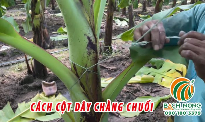 Buộc dây chống gãy đổ cho cây chuối