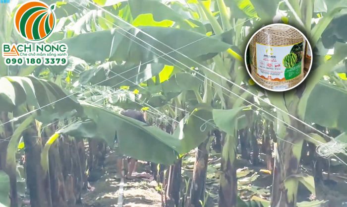 Vườn chuối được chằng chống bằng dây thừng cột chuối