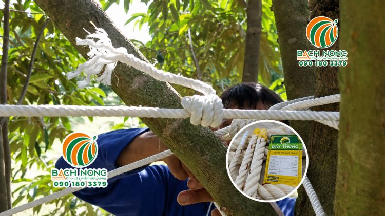 Cột cành sầu riêng bằng dây thừng PP Cột cành sầu riêng bằng dây thừng PP màu trắng