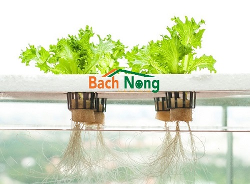 Dung dịch thủy canh
