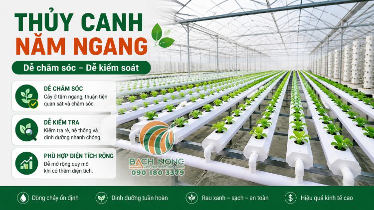 Hệ thống thủy canh nằm ngang trong nhà màng