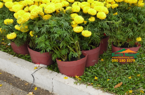 chậu nhựa mềm trồng cây vĩ hiền C5 (100 x 110) dùng trồng hoa vạn thọ dịp tết