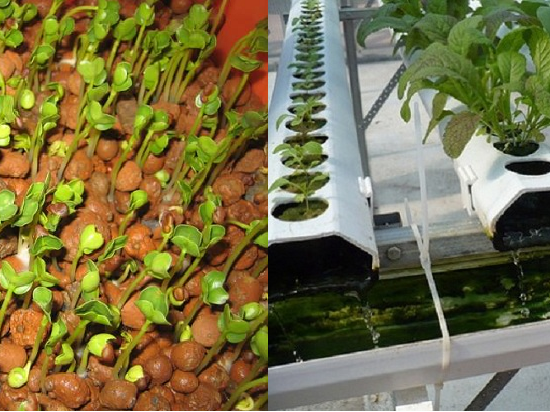 Chi phí trồng rau sạch phát sinh thêm hàng tháng