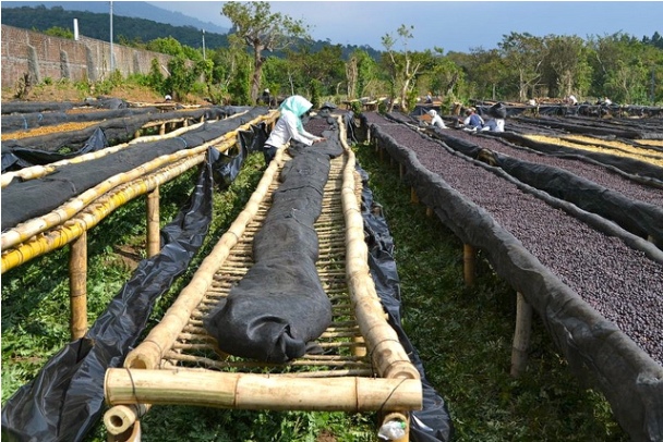 lưới phơi cà phê