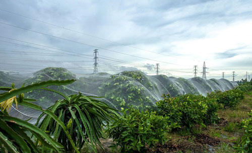 Nhà lưới chống côn trùng trồng rau sạch (Chụp tại Đơn Dương Lâm Đồng)