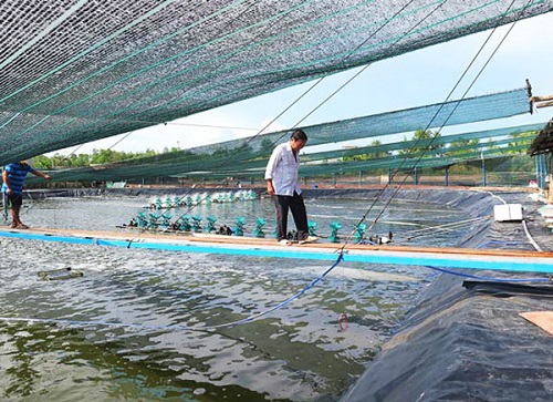Sử dụng lưới che nắng ao tôm Thái Lan BaNo có độ bền cao