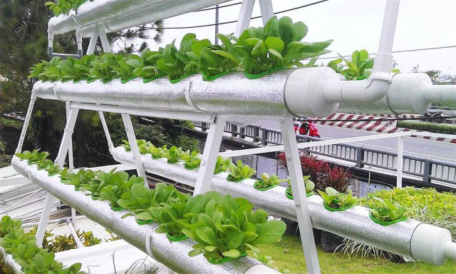 Mô hình trồng rau sạch trên sân thượng diện tích nhỏ hẹp  LH 0906 452 483   Thủy canh trụ đứng