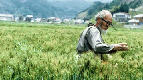 Lão nông Masannobu Fukouka được coi là ông tổ của nền nông nghiệp tự nhiên