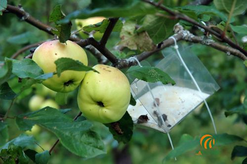 Cách trồng táo không sử dụng hóa chất