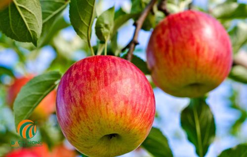 Sử dụng thuốc hữu cơ cho táo cho chất lượng cao