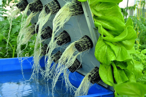 Dung dịch trồng rau thủy canh  là hỗn hợp chất dinh dưỡng cần thiết cho rau