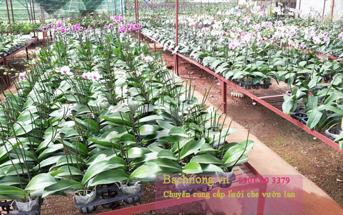Mô hình trồng lan rừng công nghệ cao xứ trà BLao