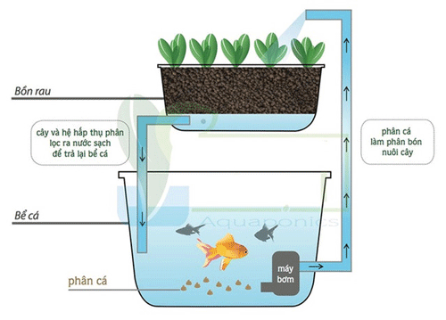 Trong mô hình trồng rau kết hợp nuôi cá, cá ăn thức ăn và thải ra chất thải giàu chất hữu cơ bơm lên tưới rau