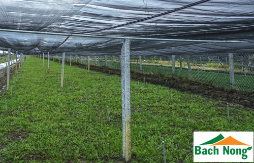 4 mô hình trồng rau thủy canh phố biến tại Việt Nam  HACHI  Nông Nghiệp  Thông Minh