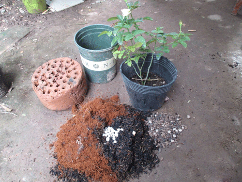Với phương pháp trồng rau sạch bằng sỉ than có thể tận dụng xơ dừa, sỏi, đá vụn