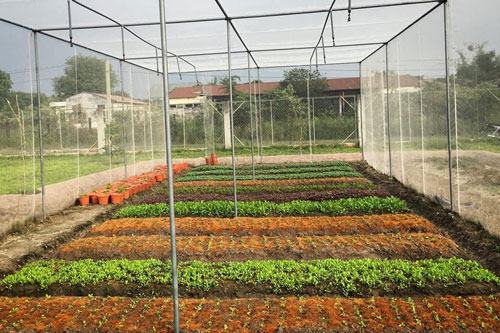 5 ưu điểm của mô hình nhà lưới trồng rau sạch  Vườn thông minh