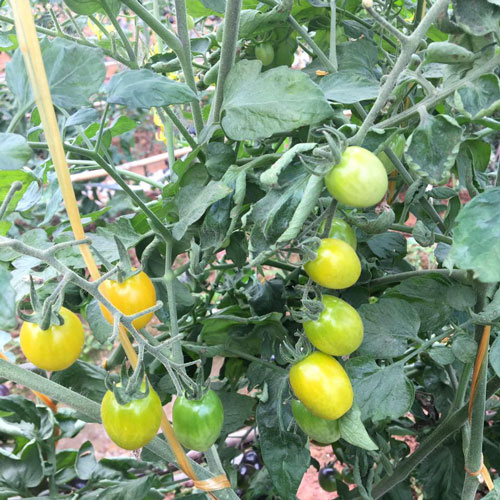 Vườn cà chua trồng trong vườn 5.000 m2 của chị Nguyễn Thị Hoàn