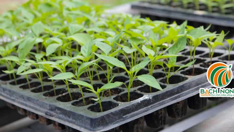 Cây ớt ươm trong khay nhựa phát triển rất tốt và đều