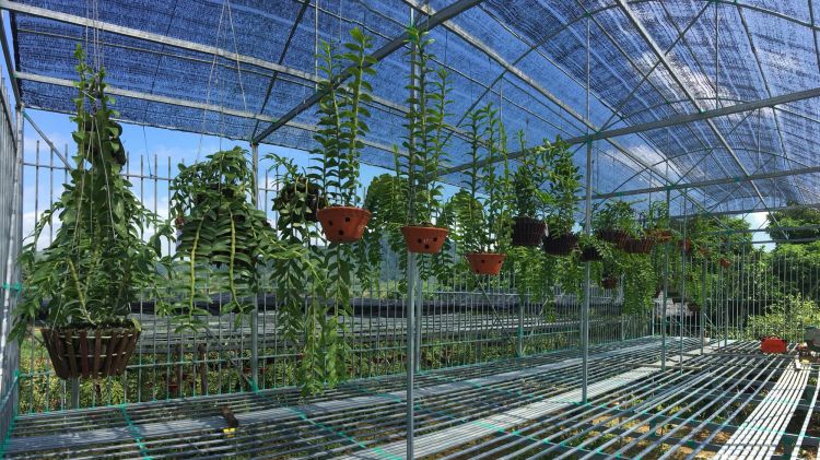 Làm khung vòm bằng sắt để căng lưới cho vườn lan