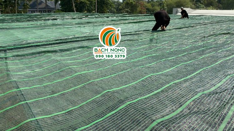 Công nhân Lưới Bách Nông lắp đặt lưới che nắng Công nhân đang thi công lắp đặt lưới che nắng Thái Lan cho vườn rau