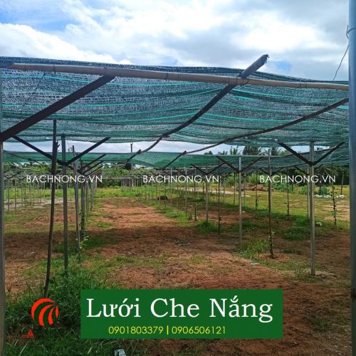 Lưới che nắng Thái Lan sử dụng cho vườn rau