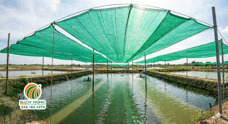 Che lưới Thái Lan 70% cho ao tôm, cá Ao tôm sử dụng lưới thái lan 70%