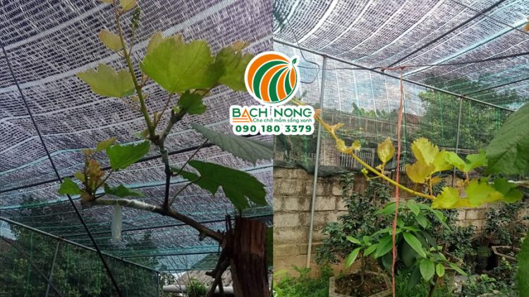 Che lưới lan cho cây nho ghép Lưới lan Thái Lan sử dụng che cây nho ghép