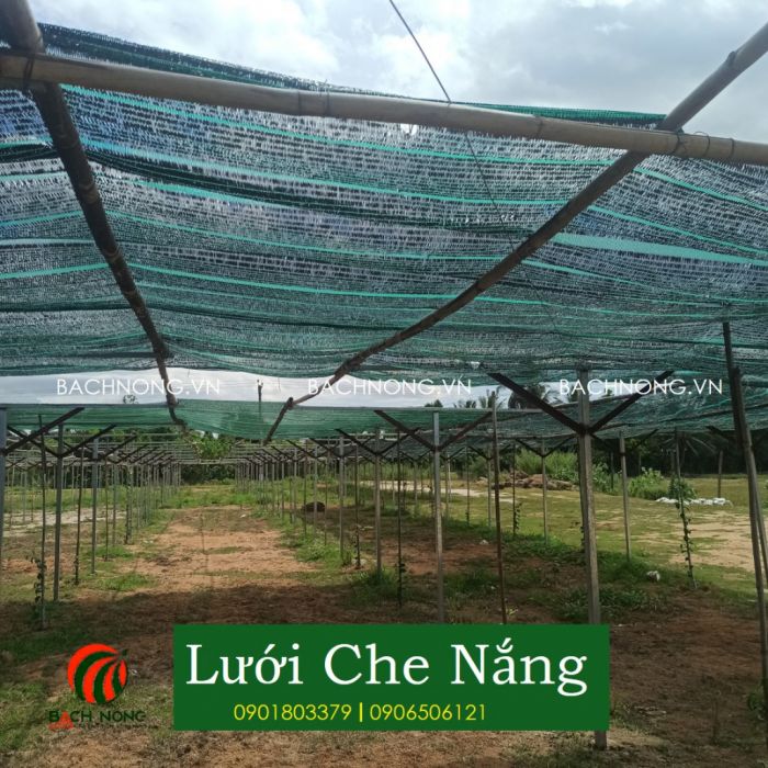 Sử dụng lưới lan để bảo vệ dưa leo mùa nắng
