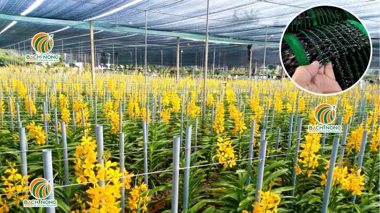 Lưới lan che nắng phủ toàn bộ vườn trồng hoa lan giúp giảm nhiệt và bảo vệ cây