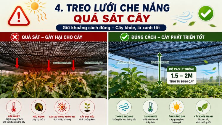 Treo lưới che nắng quá sát cây trồng làm cây bị héo, cháy lá