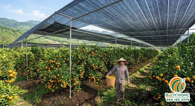 Ứng dụng lưới che nắng cho mô hình trồng cam đạt năng suất cao Nông dân thu hoạch cam trĩu quả dưới mái lưới che nắng màu đen