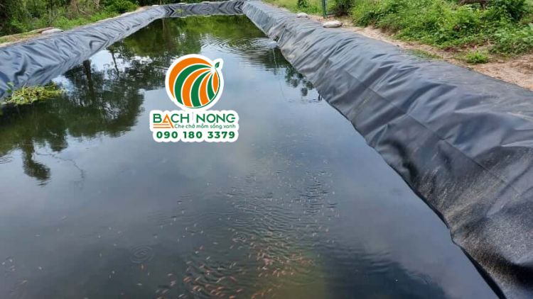 Ao nuôi cá cảnh làm bằng bạt HDPE siêu bền