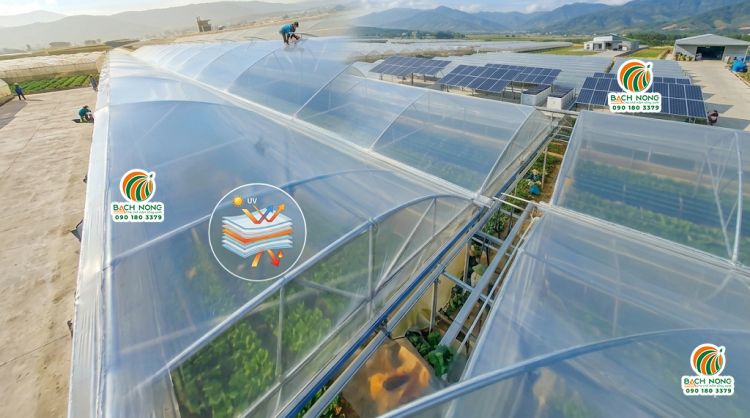 Màng nhà kính Israel chính hãng có khả năng truyền sáng, giữ nhiệt và chống tia UV hiệu quả.