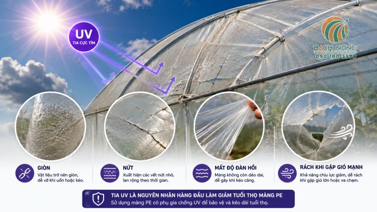 Màng nhà kính không có chống UV dẫn đến giòn, nứt dễ rách