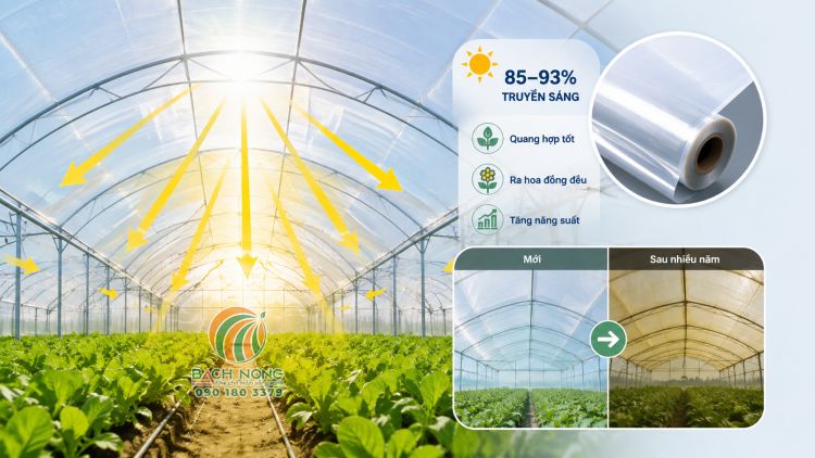 Yếu tốt truyền sáng quyết định quá trình quang hợp của cây trong nhà kính