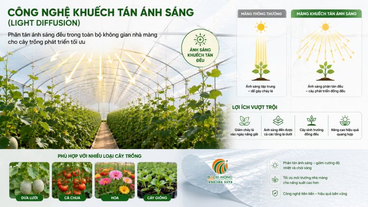 Tính năng khuếch tán ánh sáng của màng PE Israel Màng PE Israel giúp có tính năng khuếch tán ánh sáng giúp phân tán đều nắng cho cây
