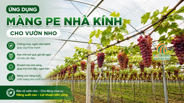 Làm mái vòm cho vườn nho từ màng PE Ứng dụng màng PE làm mái vòm trồng nho cho hiệu quả cao
