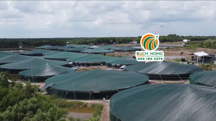 Hình dạng bên ngoài của nhà màng nuôi tôm hình nón khi nhìn từ trên cao