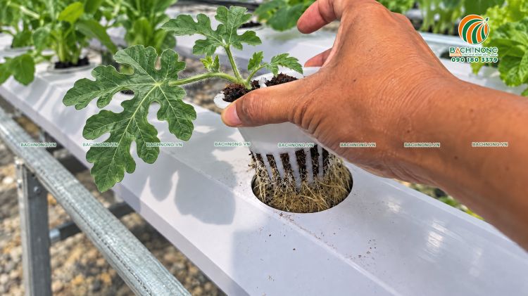 Cây dưa hấu trồng thủy canh có bộ rễ phát triển mạnh mẽ
